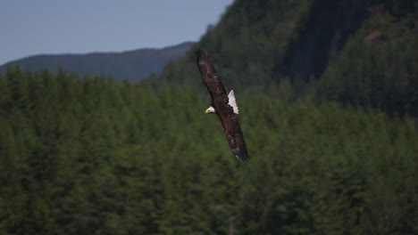 Ein-Adler-Fliegt-In-British-Columbia,-Kanada,-über-Den-Ozean-Und-Sucht-Nach-Fischen