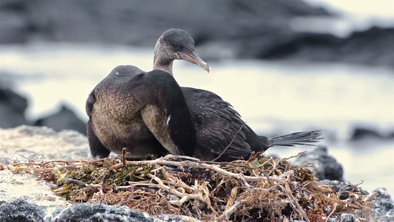 пара галапагосских бескрылых бакланов переодевается у своего гнезда в пунта-эспиноза на острове фернандина на галапагосских островах