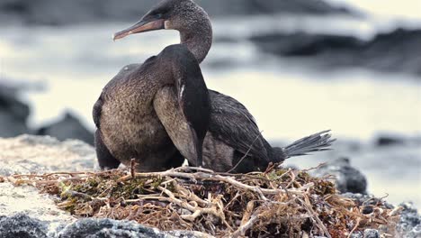 Ein-Paar-Flugunfähige-Kormorane-Auf-Galapagos,-Die-In-Ihrem-Nest-In-Punta-Espinoza-Auf-Der-Insel-Fernandina-Auf-Den-Galapagos-inseln-Wechseln