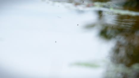 mosquitos volando sobre un estanque al amanecer durante el día