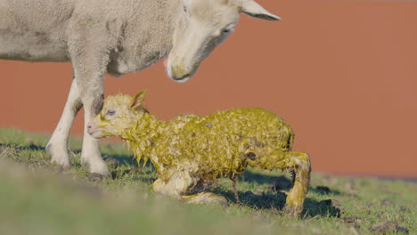 cordero recién nacido tratando de ponerse de pie y caminar en el campo en la granja con oveja madre oveja