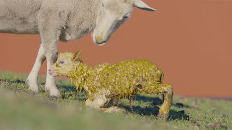 newborn lamb trying to stand and walk in field on farm with mother ewe sheep