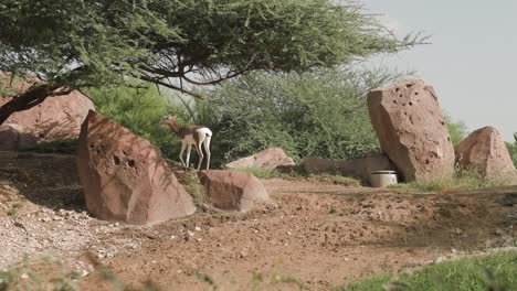 Al-Ain-Zoo,-Al-Ain-Abu-Dhabi,-Vereinigte-Arabische-Emirate---Gazelle,-Die-An-Einem-Sonnigen-Tag-Im-Zoo-Mit-Felsen-Und-Bäumen-Spaziert---Breite-Aufnahme