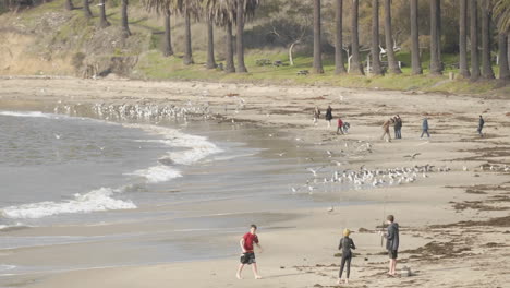 在加利福尼亞州refugio beach州立公園追逐鳥類的人們的時間流逝