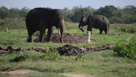 two endangered sumatran elephants eat in a field at elephant sanctuary, slow motion