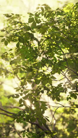 sunlight shining through green leaves in a forest