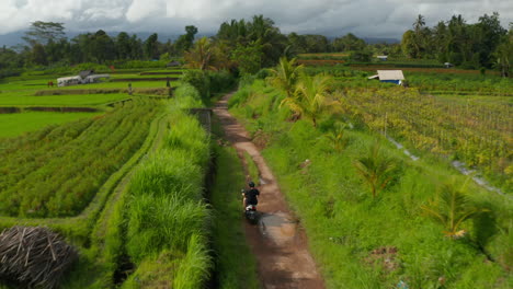 Hombre-En-Motocicleta-Conduciendo-Por-El-Campo-Tropical-Rural-Con-Campos-De-Arroz-Y-Palmeras-En-Bali,-Indonesia.-Turista-Explorando-El-Campo-Asiático