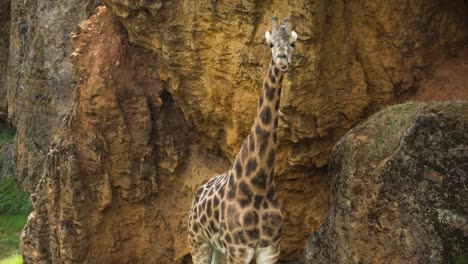 animales en el zoológico 93