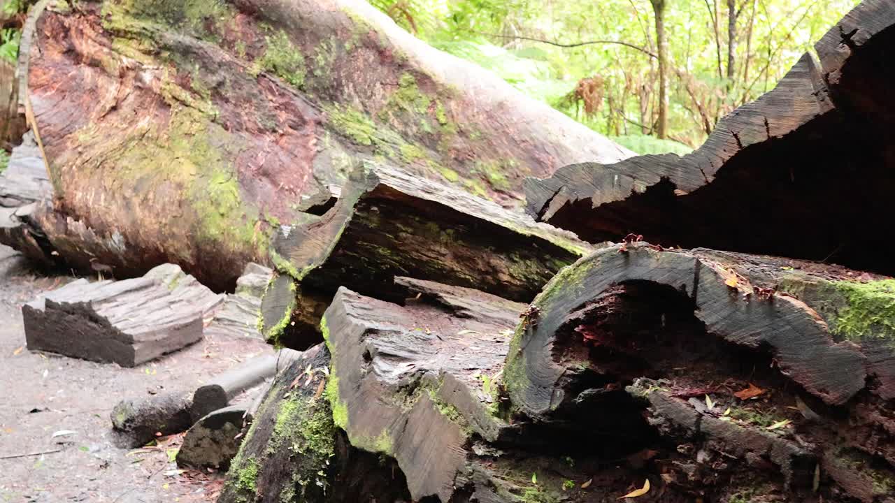 울창 한 열대 우림 에서 큰 나무 가 쓰러진 것