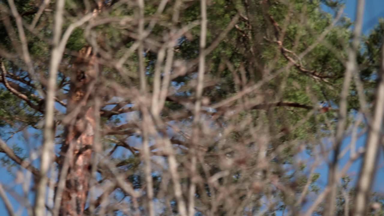 pájaro volando sobre los árboles en un bosque