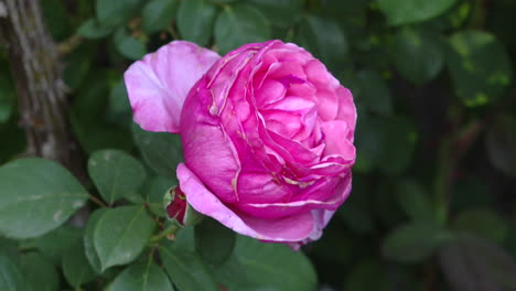beautiful pink rose in garden