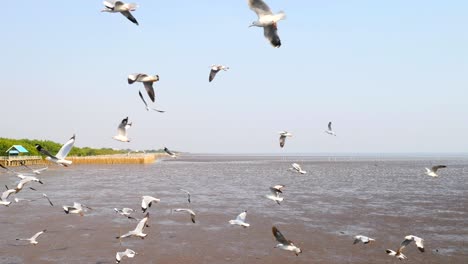 4k of seagulls circling above the mangrove forest at bang pu samut prakan , thailand