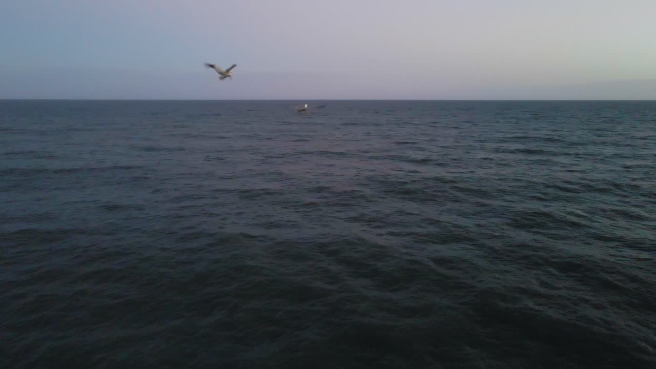 한 마리의 새가 물 속으로 뛰어들어 물보라를 일으키는 동안 새를 가까이서 따라가는 드론 샷