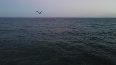 drone shot following birds closely while one bird dives into water and makes a splash