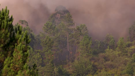 a huge smoke development can be seen above the forests during a true inferno