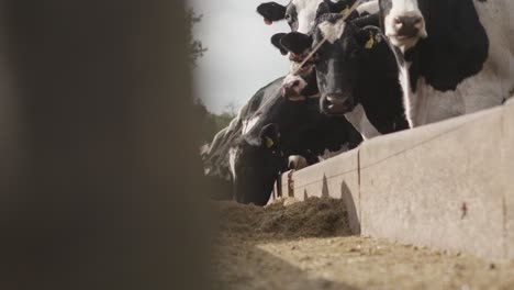 dairy cows grazing on hay from a trough on a farm