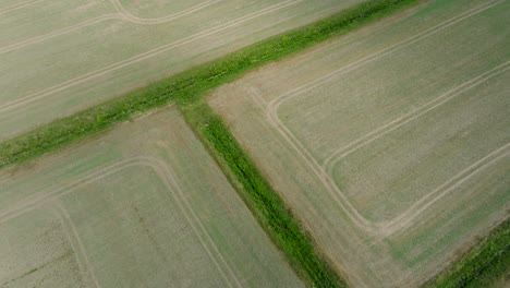 Aerial-birdseye-view-of-ripening-grain-field,-organic-farming,-countryside-landscape,-production-of-food-and-biomass-for-sustainable-management,-sunny-summer-day,-wide-drone-shot-moving-forward