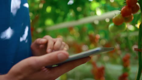 closeup agricultural specialist checking tomatoes quality with modern tablet