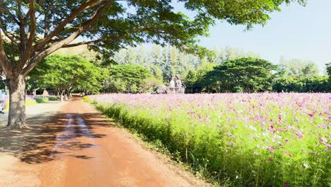 Scenic pathway through vibrant cosmos flower garden