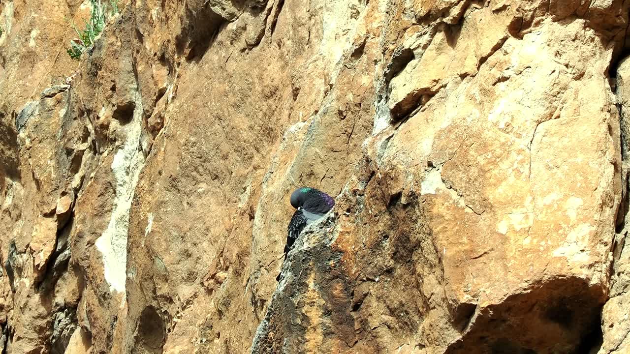 Rock Dove (Columba livia) looking around while nesting in northern Spain