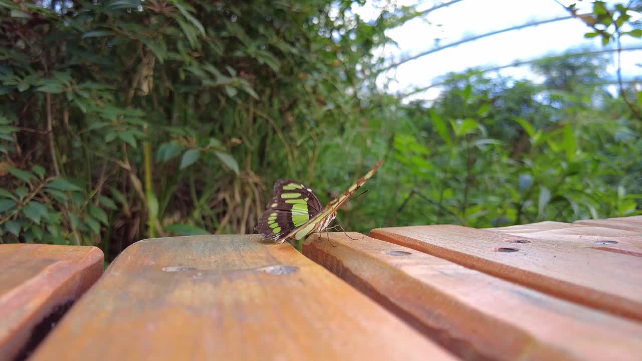 mariposa de malaquita en un banco de madera y luego volar en el zoológico de hamburguesas, arnhem, países bajos