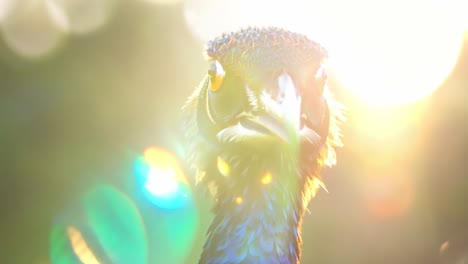 close-up of a peacock's head