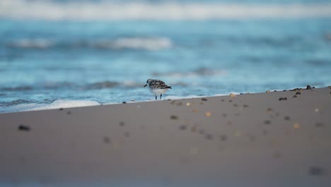 playful shorebirds frolicking with the rolling waves along the sandy expanse of the beach