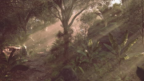 sunlight filtering through trees in a lush jungle during early morning hours