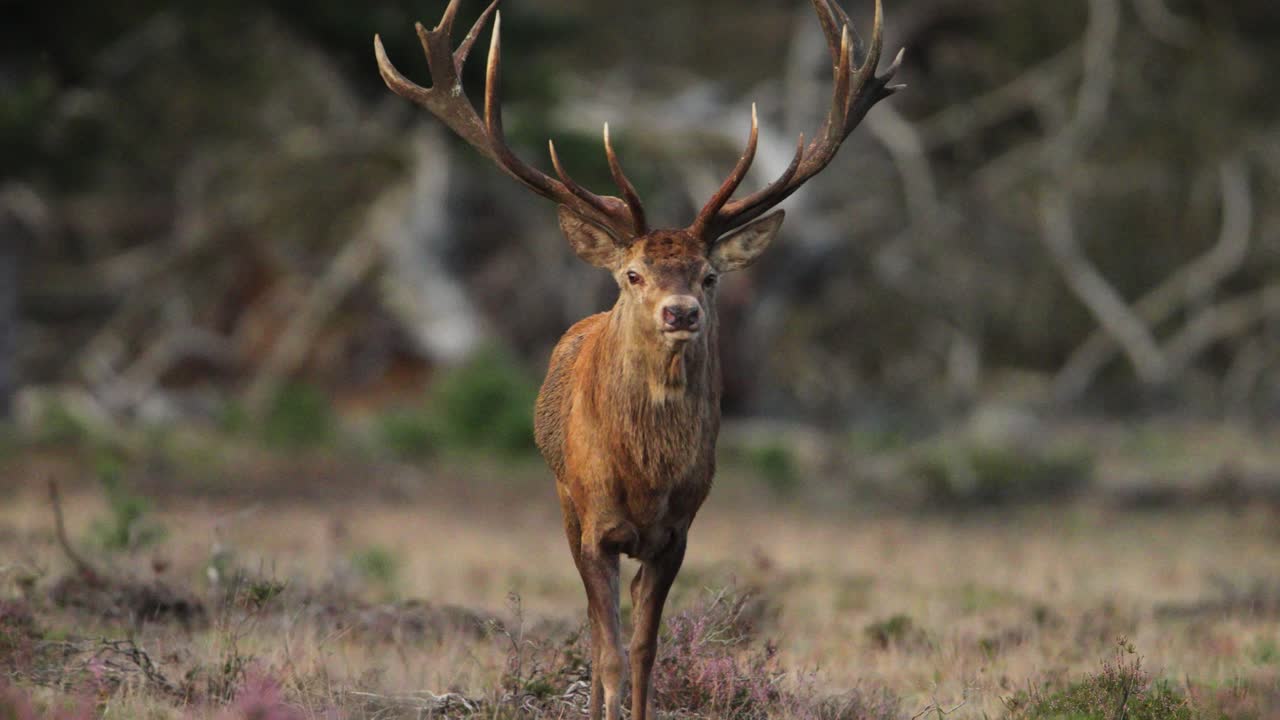 ciervo rojo macho en el parque nacional de hoge veluwe durante la temporada de rotación, países bajos, primer plano