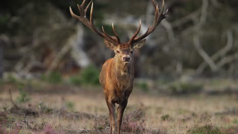 Male-red-deer-in-the-Hoge-Veluwe-National-Park-during-rutting-season,-The-Netherlands,-Closeup