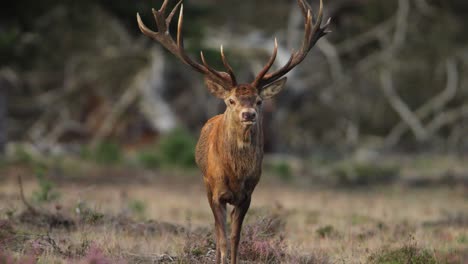 male red deer in the hoge veluwe national park during rutting season, the netherlands, closeup