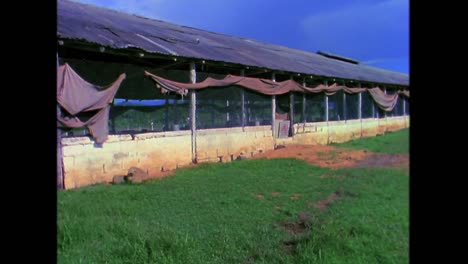 Escenas-Del-Campo-En-Cuba-En-La-Década-De-1980-4