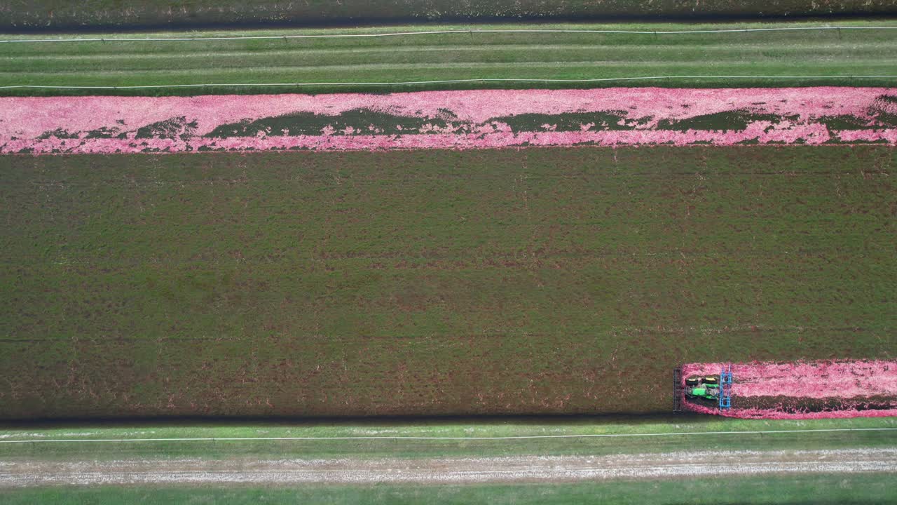 A harrow tractor slowly works its way through a cranberry bog gently knocking cranberries off their vine allowing their buoyancy to float them to the water's surface