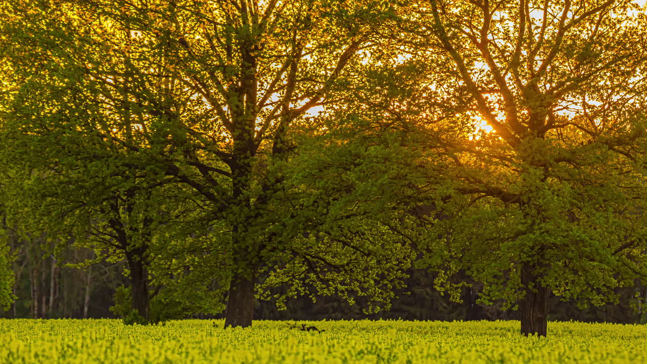 яркий закат за пышными зелеными деревьями, стоящими в поле желтых цветов, timelapse