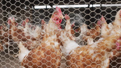 animation of digital data overlay on chickens behind wire fence in farm setting
