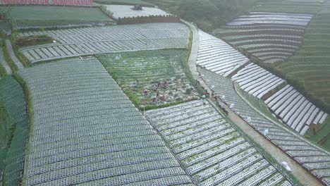 drone video of farmer is harvesting scallion on