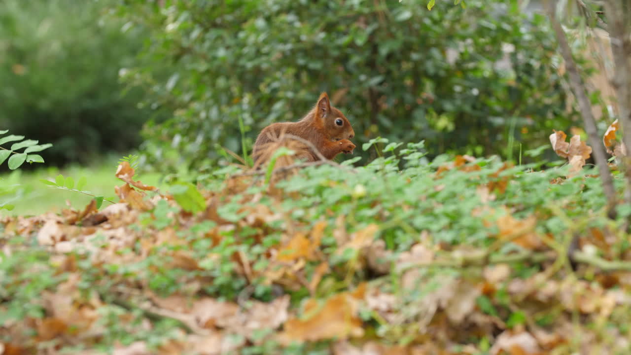 Red squirrel close-up eating nuts in a quiet autumn forest colorful leaves wildlife natural trees environment soft sunlight