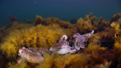 Riesige-Australische-Tintenfische-Sepia-Apama-Migration-Whyalla-Südaustralien-4k-Zeitlupe,-Paarung,-Eier-Legen,-Kämpfen,-Aggregation,-Unter-Wasser