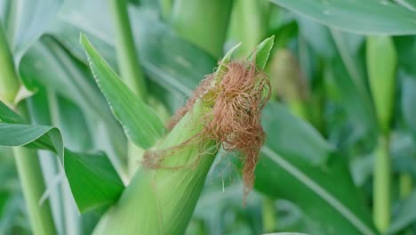 Corn-Silk-on-Maize-Crops-in-Farm-Field,-Extreme-Macro-Close-up