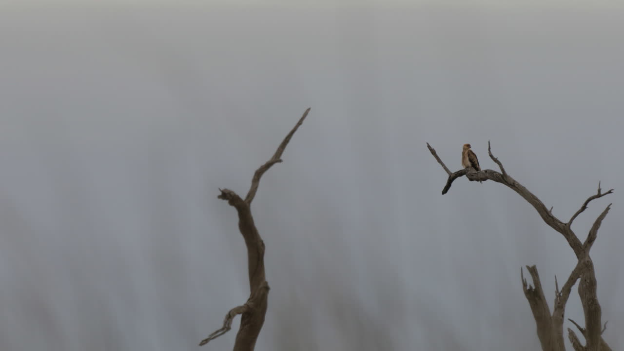 kow 늪에 자리 잡은 늪 해리어