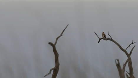 perched swamp harrier at kow swamp