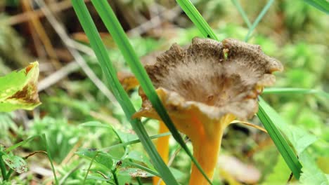 hongos de otoño en el bosque luz del sol en el bosque