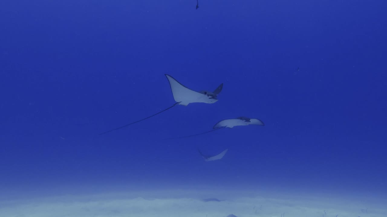마우리셔스의 열대 해역을 헤엄치는 독수리 해파리의 조용한 수중 사진, 우아한 해양 동물
