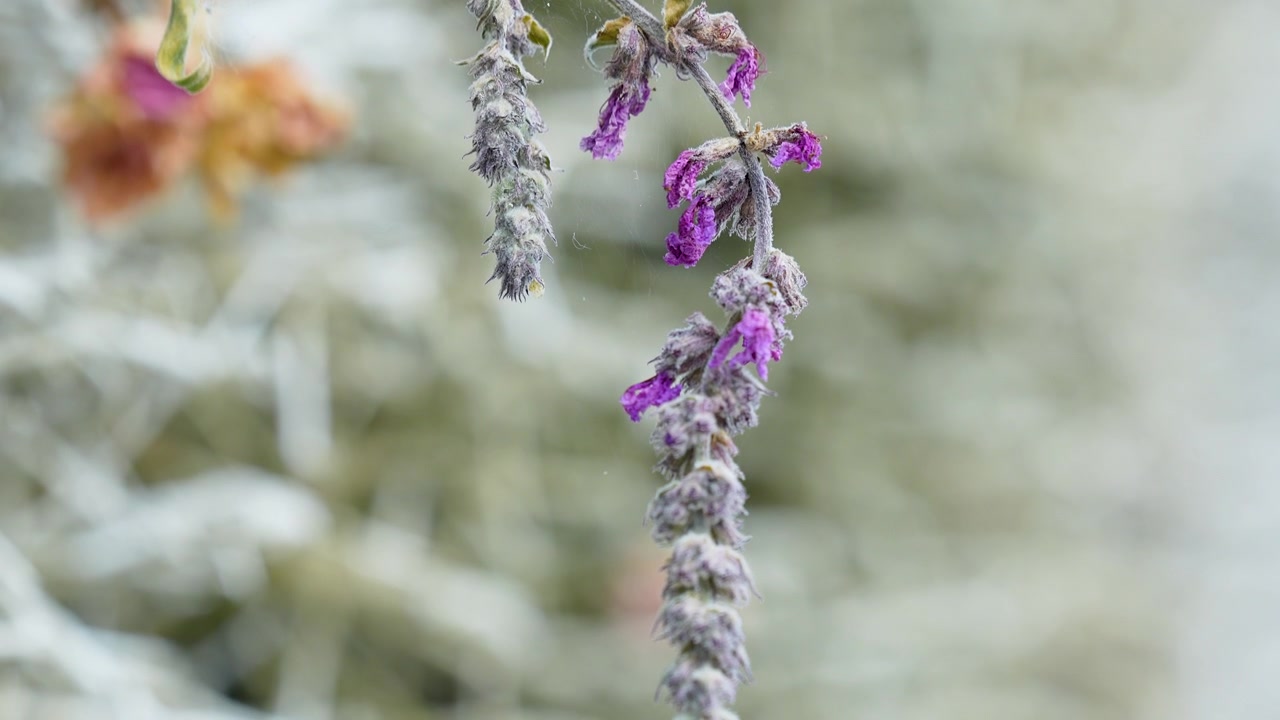 Primo piano estremo di lavanda viola appassita e spine bianche brinate. Scena di giardino invernale sostenibile adatta per progetti di benessere e botanici