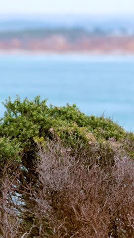 una escena costera serena con arbustos balanceándose suavemente contra el telón de fondo de la amplia vista del océano de la gran carretera del océano