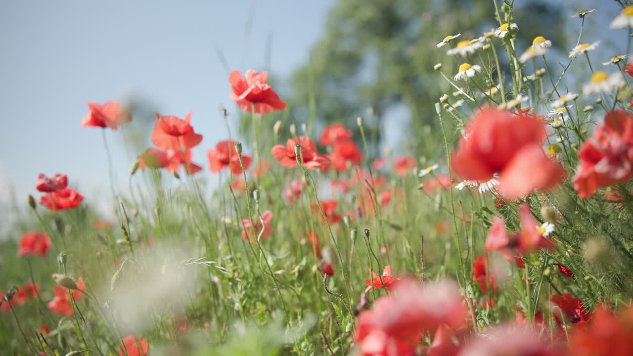 Prato e fiori rossi in fiore. Sfondo estivo.