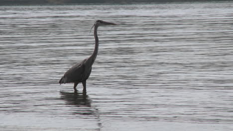 大藍<unk> (ardea herodias) 在加州奧克維尤的卡西塔斯湖休<unk>區散步