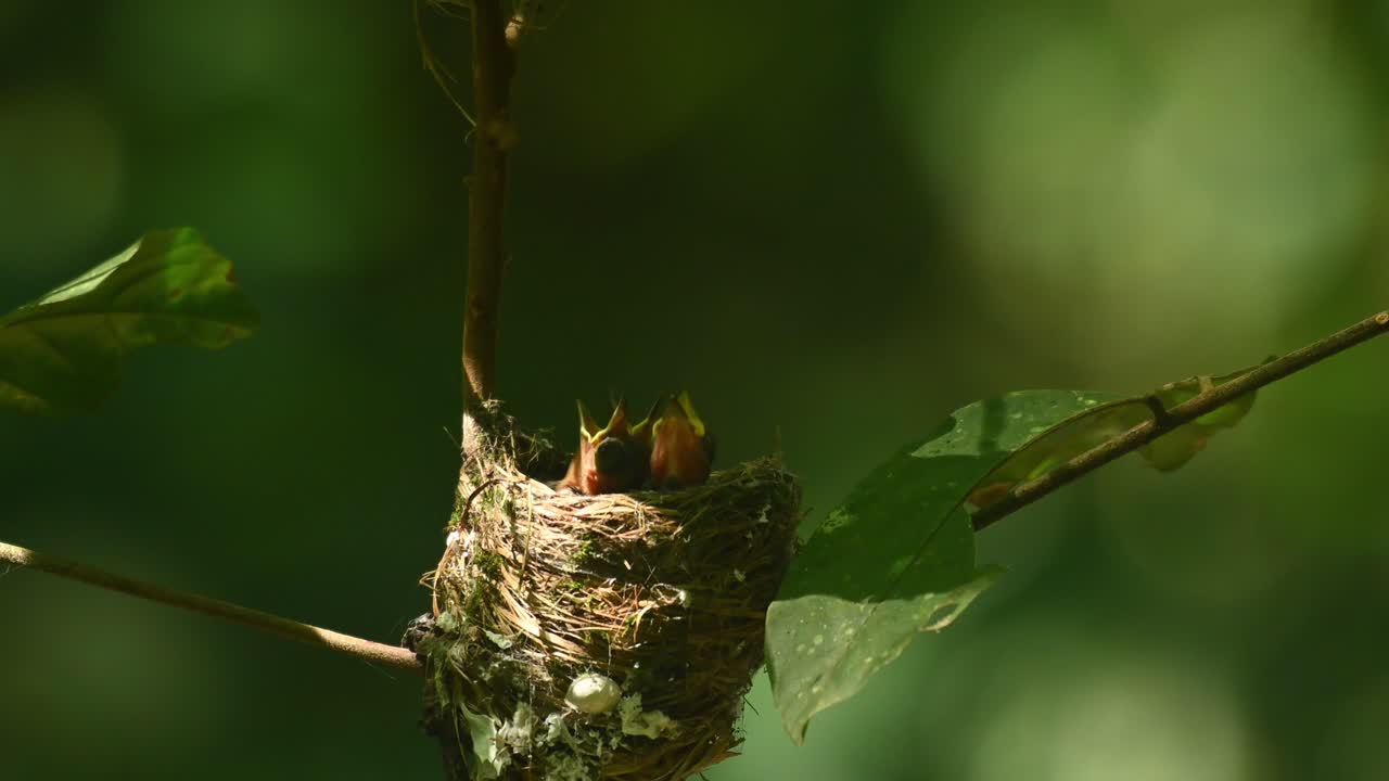 la cámara se aleja mientras estos cachorros están ansiosos por comer mientras esperan a que sus padres vengan en cualquier momento, el mosquero azul de cuello negro hypothymis azurea, tailandia