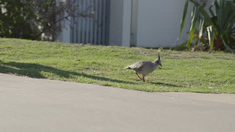 crested pigeon bird avian australia native species ocyphaps lophotes