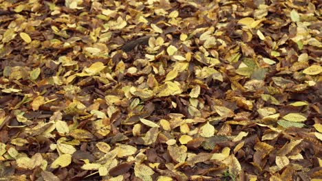 beautiful forest floor covered in dry leaves in autumn